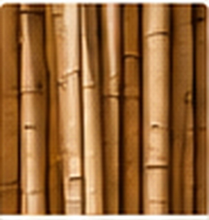 Bamboo